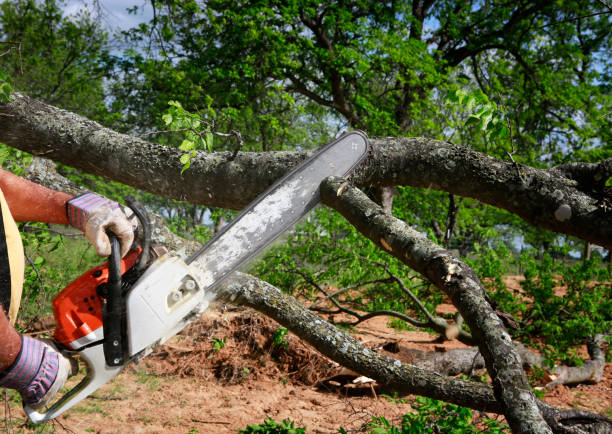 Best Emergency Tree Service  in Goddard, KS